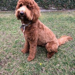 Ollie - Goldendoodle