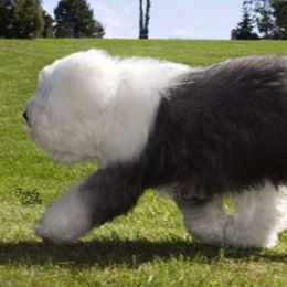 Old English Sheepdogs from Colleen Grady's Old English Sheepdogs