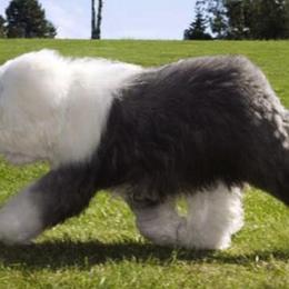 Old English Sheepdogs from Colleen Grady's Old English Sheepdogs
