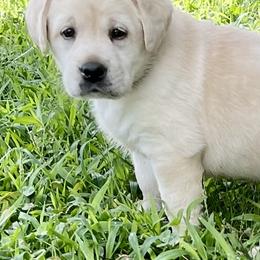Labrador Retriever Puppies from Southern Tails Labradors