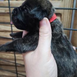 Red Collar Female - Chestnut brindle female Cane Corso puppy in Lewistown, Montana from Corsi Amore Kennels