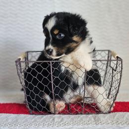 Reid - Black tri-color male Australian Shepherd puppy in Mountain Grove, Missouri from K Bar H Farms