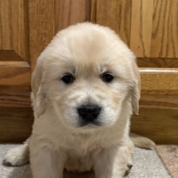 Tonka - Light golden male Golden Retriever puppy in Grant County, Indiana from On The Sunny Side Pavey Farms