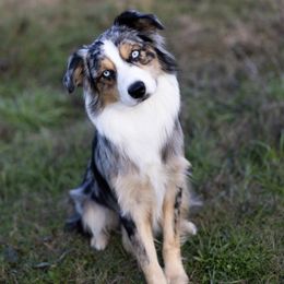 Keeper - Australian Shepherd