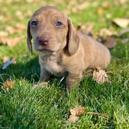 Gamma - Red male Dachshund puppy in Shelley, Idaho from Journey’s End Dachshunds