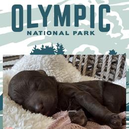 Olympic - Chocolate female Labradoodle puppy in Lubbock, Texas from Lucky Labradoodles