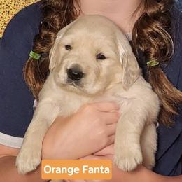2nd pick of the boys from the Soda Pop Pups - Golden male Golden Retriever puppy in Fithian, Illinois from LOMAH Retrievers