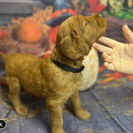 Boy 5 - male Goldendoodle puppy in Lake Panasoffkee, Florida from Donnas Deluxe Doodles LLC