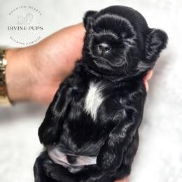 Donut - Black male Shih Tzu puppy in League City, Texas from Divine Pups