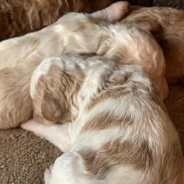Bearded Retriever, Goldendoodle, and Labradoodle Puppies from Mimi’s Oodles of Doodles