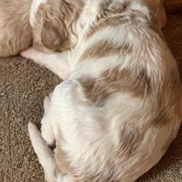 Bearded Retriever, Goldendoodle, and Labradoodle Puppies from Mimi’s Oodles of Doodles