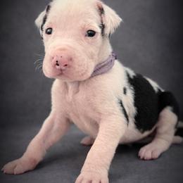 Puppy 6 - Harlequin female Great Dane puppy in Ocala, Florida from Oak Haven Great Danes