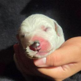 Rolly - Brown - White and black male Dalmatian puppy in Palmer, Massachusetts from Delaney's Dalmatians 2