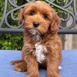 Marlin - Red male Australian Labradoodle puppy in Roseville, California from Darby Park Doodles