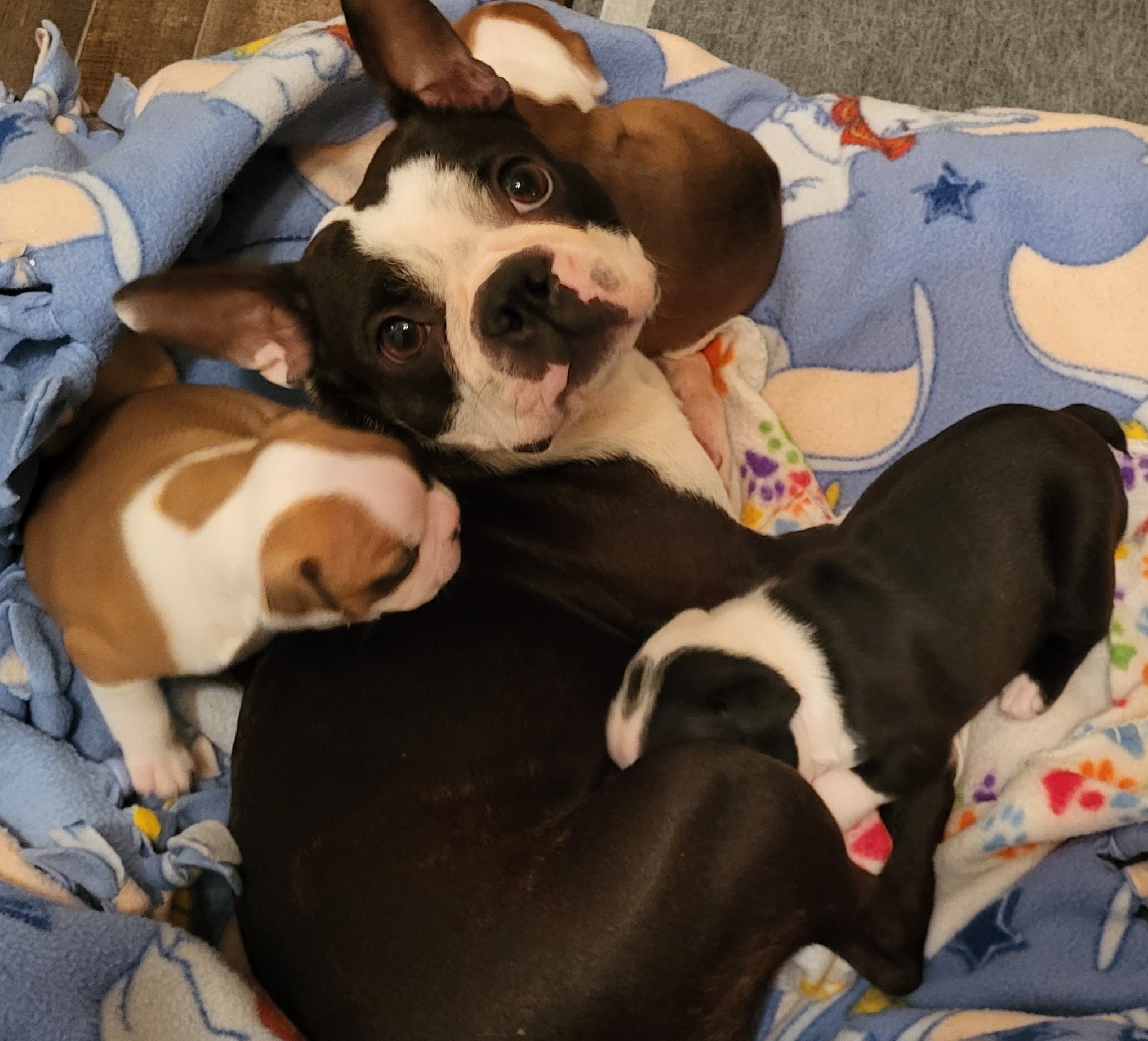 Boston Terrier Puppies from Simply Boston