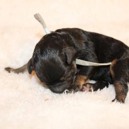 White collar boy - Phantom male Poodle puppy in Eagle Mountain, Utah from Liberty Farms Puppies