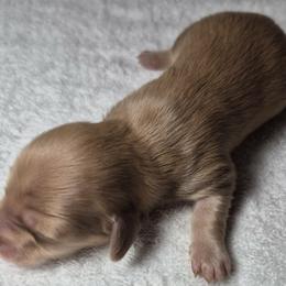 Nibblet AKC Chocolate base Shaded cream longhaired mini dachshund - Cream female Dachshund puppy in Las Cruces, New Mexico from The Dachshund Den