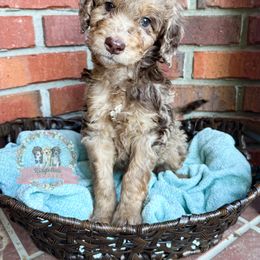 Aussiedoodle Puppies from Ridgeline Doodles