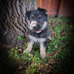 German Shepherd and Pembroke Welsh Corgi Puppies from J&R Shepherds & Corgis