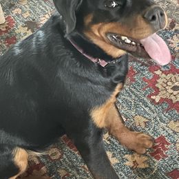 Rottweiler All Grown Up from Sweetgum Farm