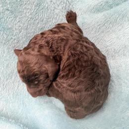 Pluto (zGrace) - Brown male Poodle puppy in Meadowbrook, California from Standard Poodle Pups