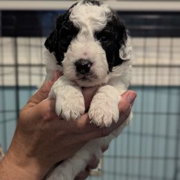 Aussiedoodle Puppies from Fur Hollow Puppies