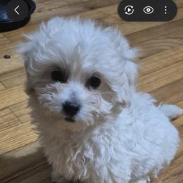 Galaxi - White female Shihpoo puppy in Pacolet, South Carolina from Kelli's Kennels