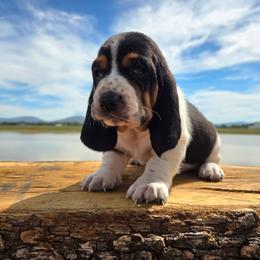 Calvin - Black white and brown male Basset Hound puppy in Denison, Texas from Emma Lou's Baby Bassets