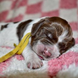 Rhinestone - Liver white and roan female English Springer Spaniel puppy in Chapmansboro, Tennessee from Balthrop Bend Farms