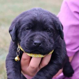 Piper - Black female Labrador Retriever puppy in Archer Lodge, North Carolina from Archer Lodge Labradors
