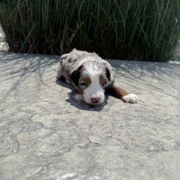 BOOM - Blue merle male Aussiedoodle puppy in Sharpsburg, Georgia from Steindoodles
