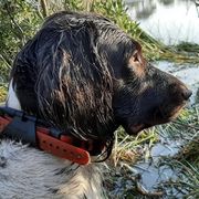 Kleine Munsterlanders from von den Wildblumen Kennels