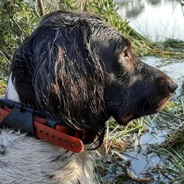Kleine Munsterlanders from von den Wildblumen Kennels