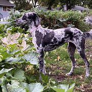 Perry - Irish Wolfhound