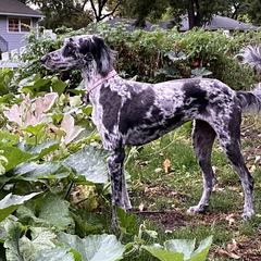 Perry - Irish Wolfhound