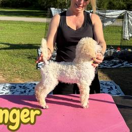 Ginger - White female Poodle puppy in Tallahassee, Florida from Brivali Poodles