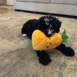 Cockapoo and Golden Mountain Doodle Puppies from Doodles of Joy