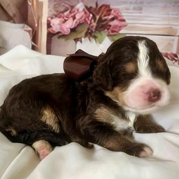 Brown Boy - Brown male Bernedoodle puppy in The Woodlands, Texas from Gracie's Goldendoodles and Bernedoodles of The Woodlands