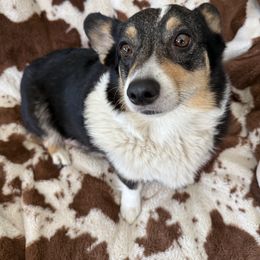 Pembroke Welsh Corgis from Mid Valley Corgis