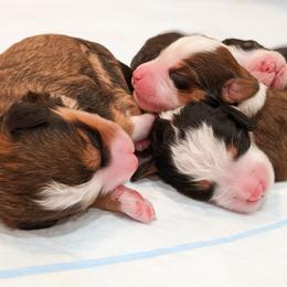 Bernedoodle, Goldendoodle, and Poodle Puppies from Teddy Doodles & Standard Poodles