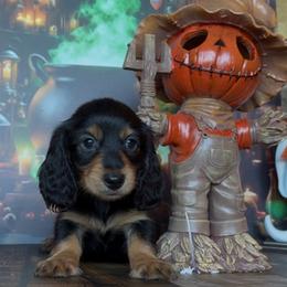 CandyCorn - Black and tan male Dachshund puppy in Floresville, Texas from Muddy River Dachshunds