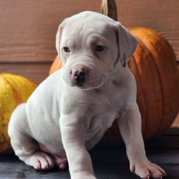 Arrax - White male American Bulldog puppy in Colorado Springs, Colorado from Calamity K9s