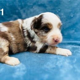 Red Merle male 1 - Red merle male Miniature Australian Shepherd puppy in Randleman, North Carolina from Deep River Aussies and Dachshunds