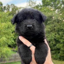 Purple - Black female German Shepherd puppy in Tennessee from Chattanooga Tn German Shepherds
