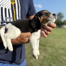 Tri boy - Black white and tan male Beagle puppy in Hudson, Michigan from Bachman’s Kennel