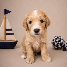 Paddington Bear - Apricot male Goldendoodle puppy in Rocky Point, North Carolina from CelticDoods