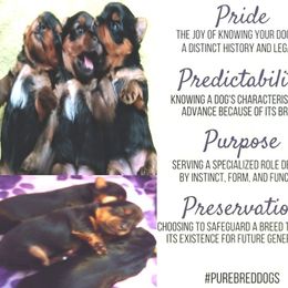 Yorkshire Terrier Puppies from Twilights Yorkies