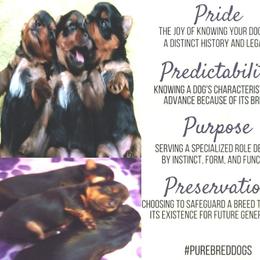Yorkshire Terrier Puppies from Twilights Yorkies