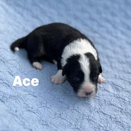 Ace-fluffy - Black and white male Cardigan Welsh Corgi puppy in Hope, Arkansas from Foxy Knoll Farm