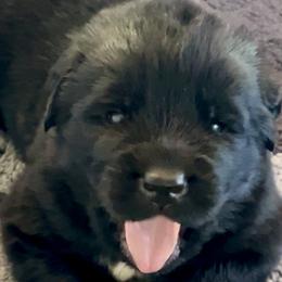 Newfoundland Puppies from Black Lions Newfoundlands